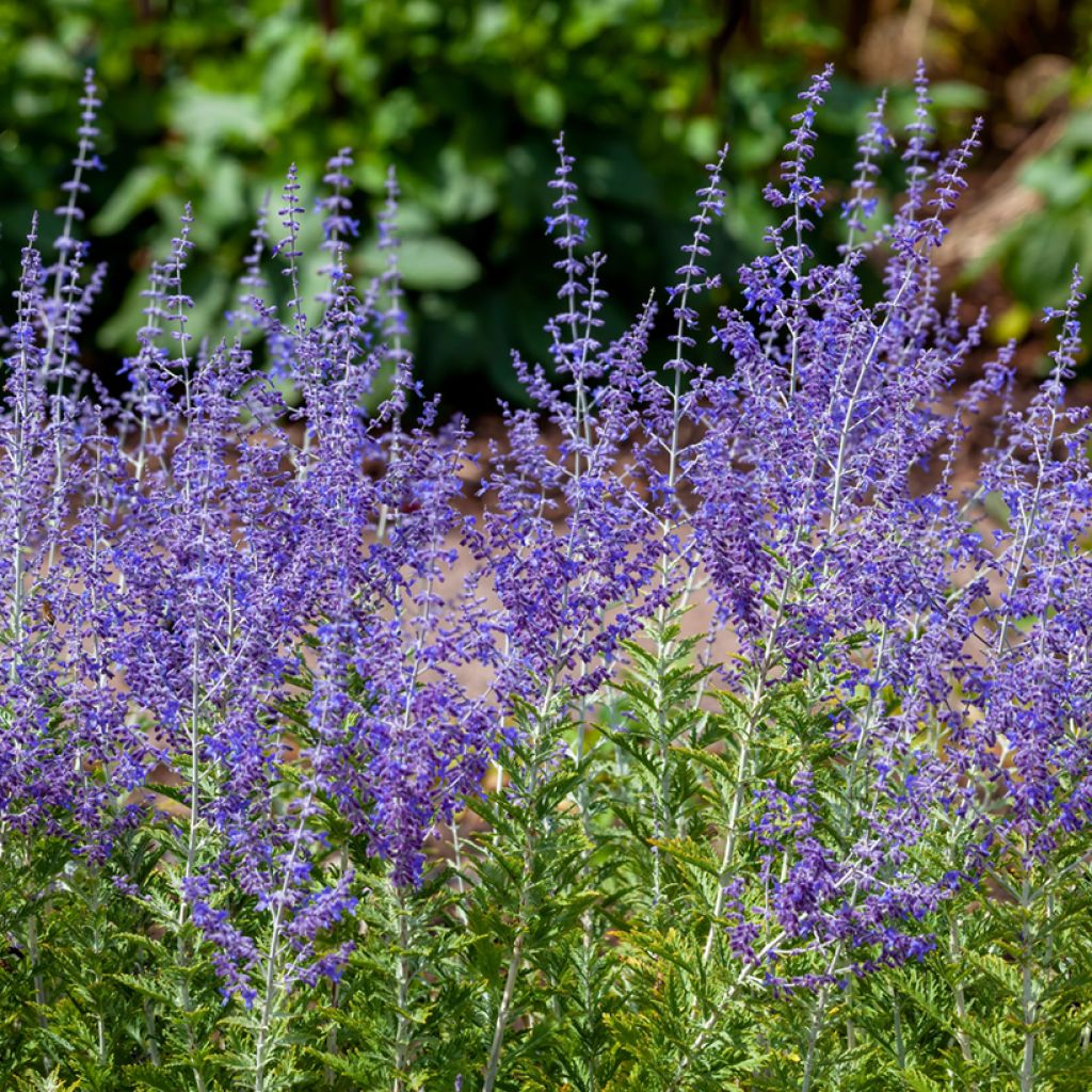 Perovskia atriplicifolia Blue Spire - Russian Sage