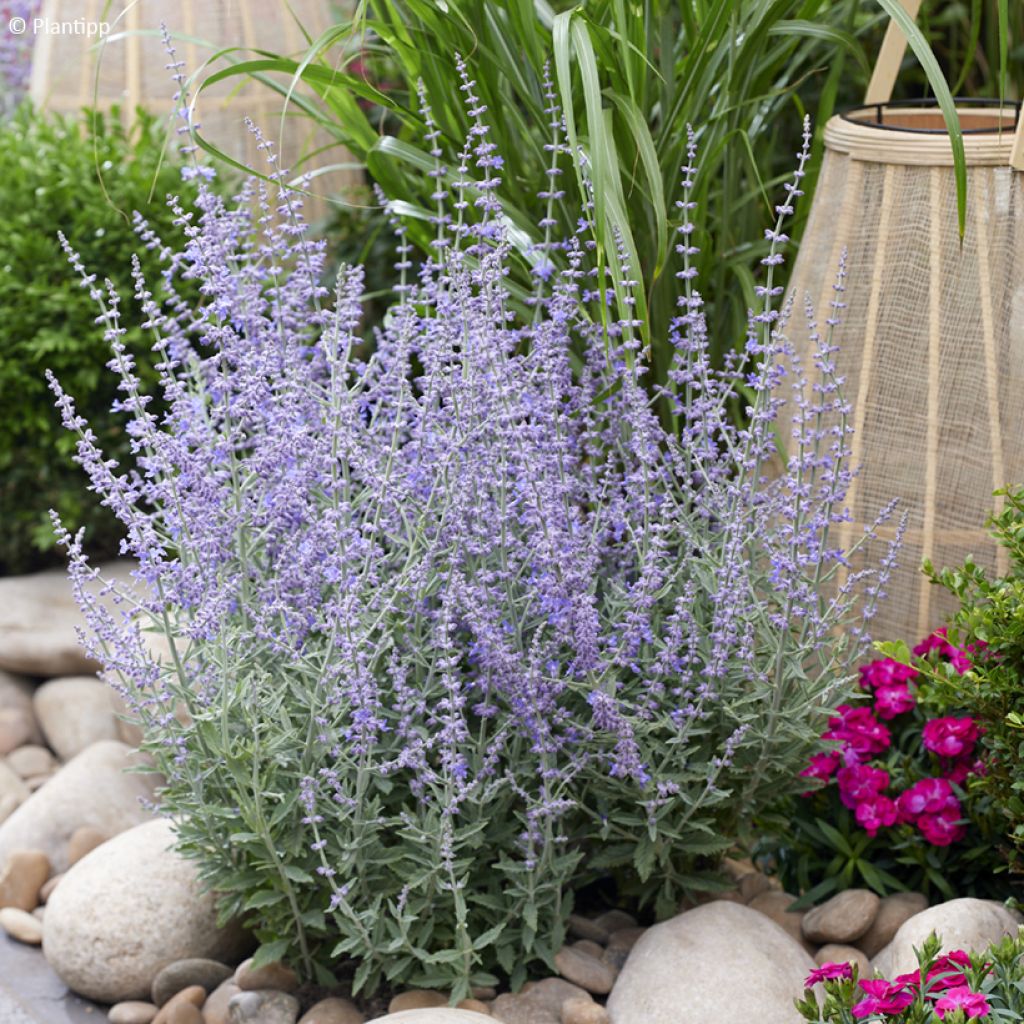 Perovskia atriplicifolia Prime time® - Russian Sage