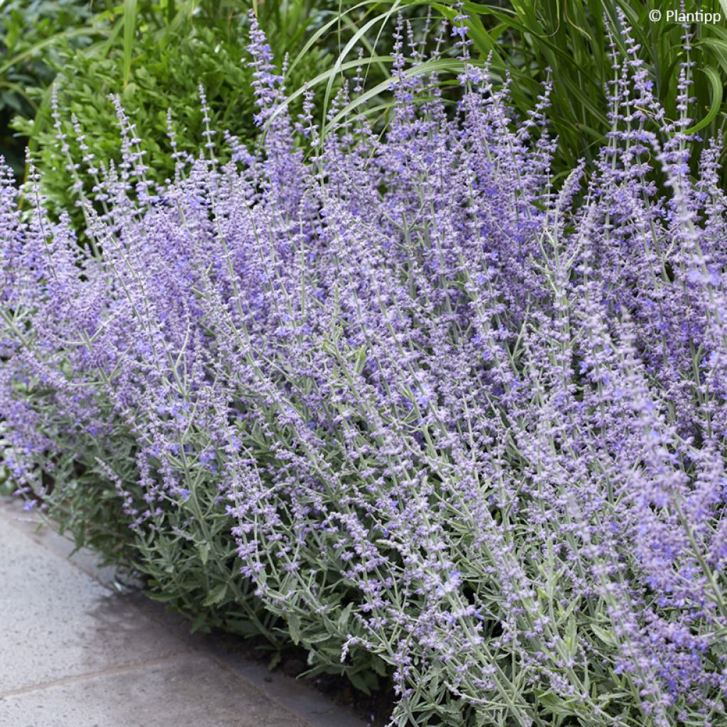 Perovskia atriplicifolia Prime time® - Russian Sage