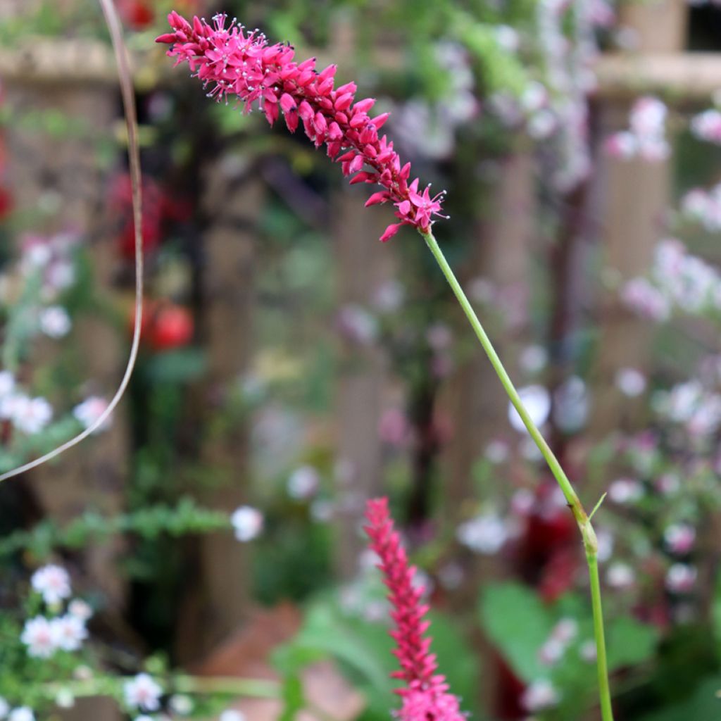 Persicaria amplexicaulis 'Speciosa' - Knotweed