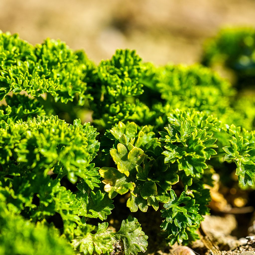 Curly Parsley