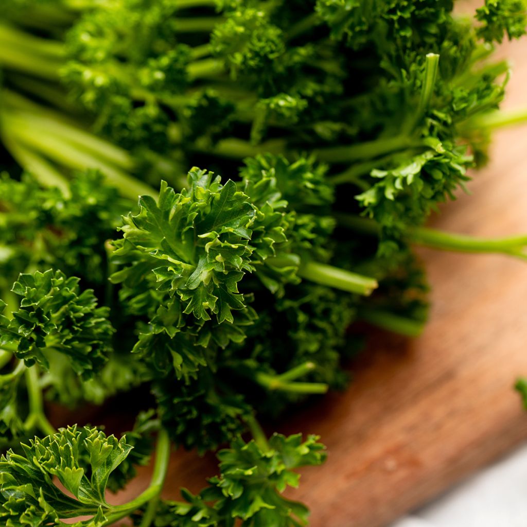 Curly Parsley