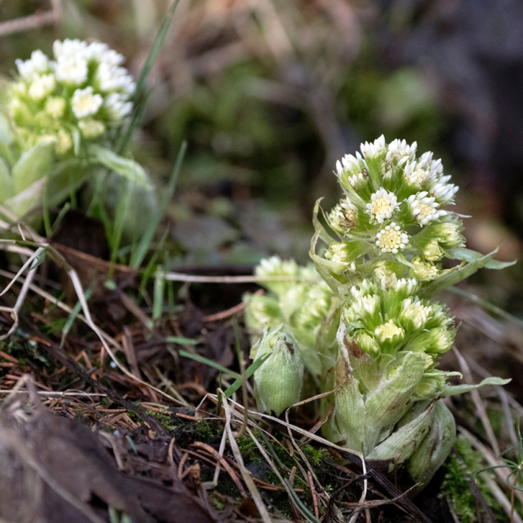 Petasites albus