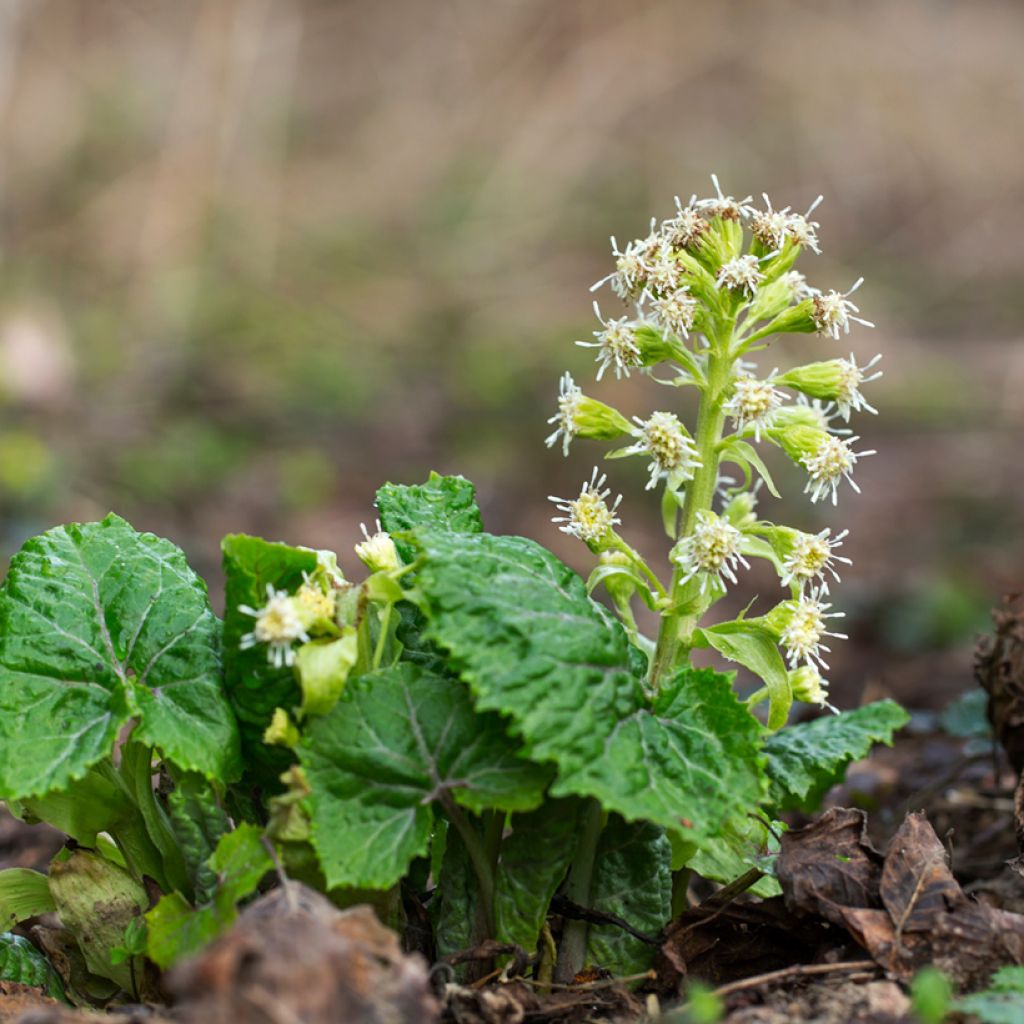 Petasites albus