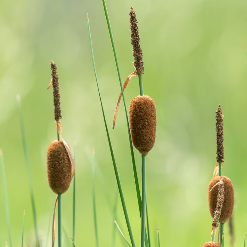 Typha minima 