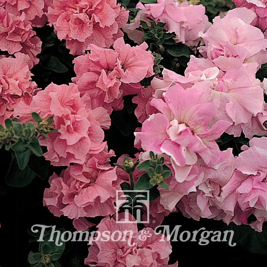 Petunia Cascade Pink Orchid Mist F1 Seeds