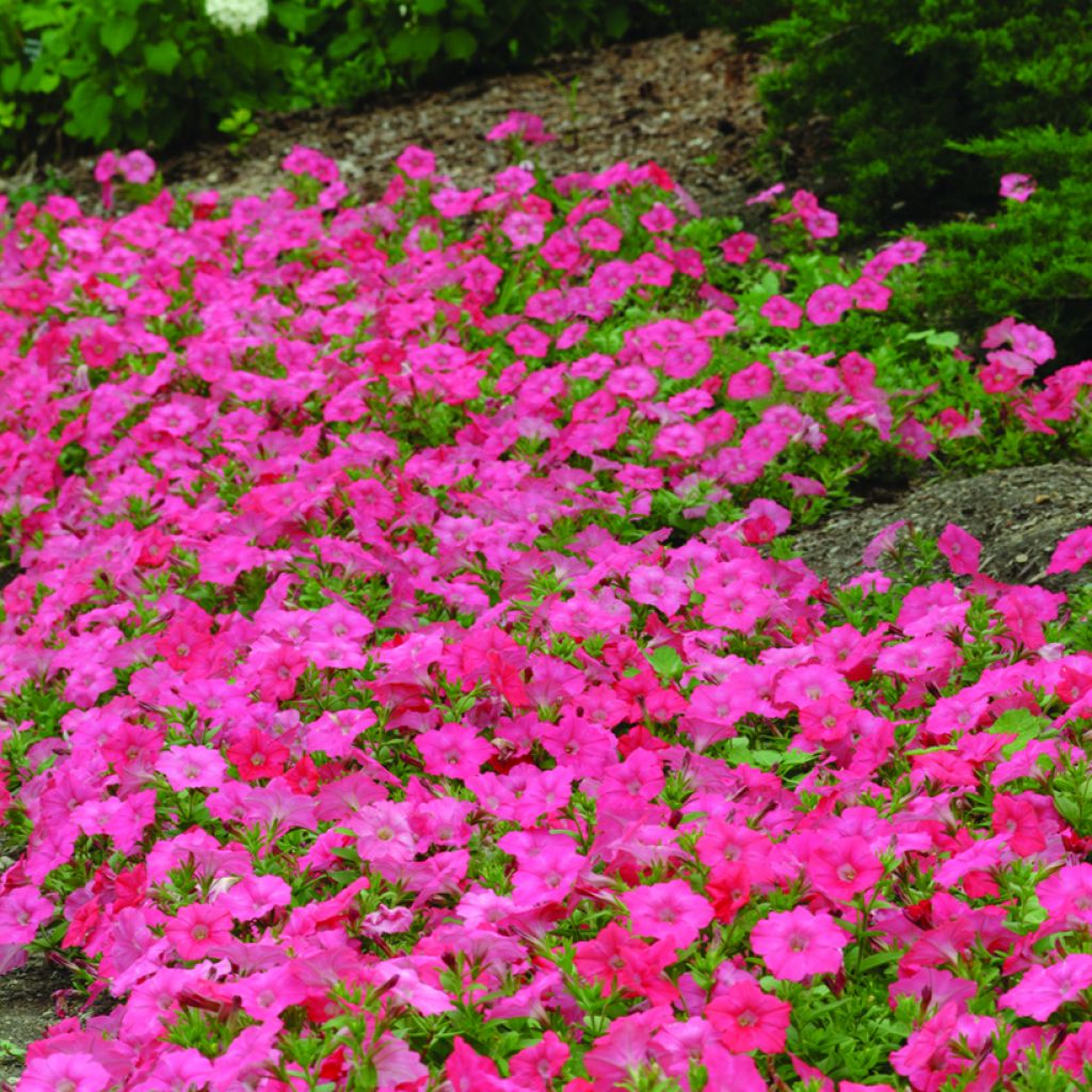 Petunia Salmon Velvet F1 Seeds