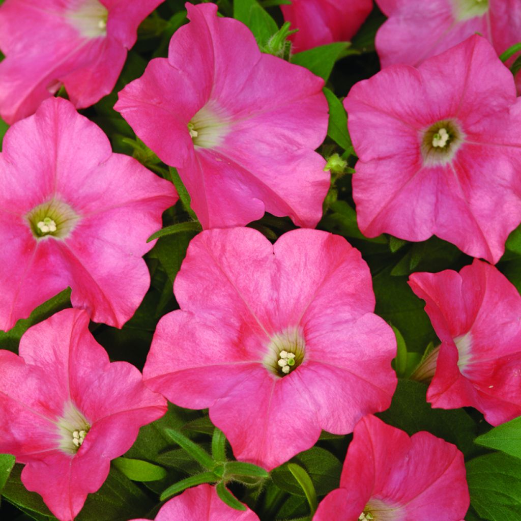 Petunia Salmon Velvet F1 Seeds