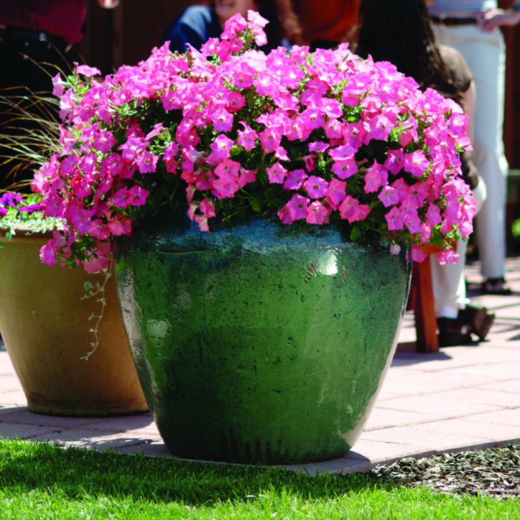 Petunia Salmon Velvet F1 Seeds