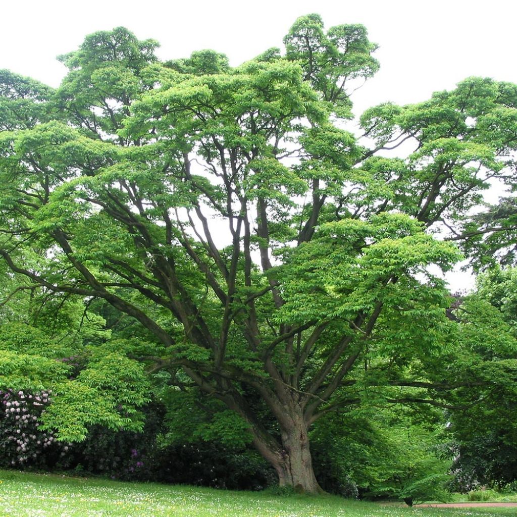 Phellodendron amurense