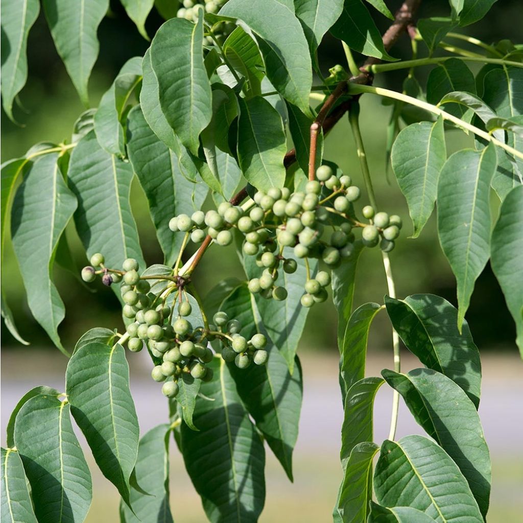 Phellodendron amurense