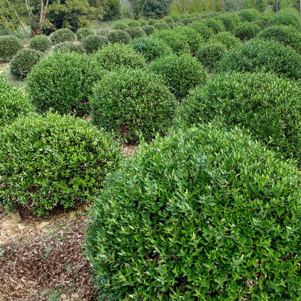 Phillyrea angustifolia Green Ball - Mock Privet