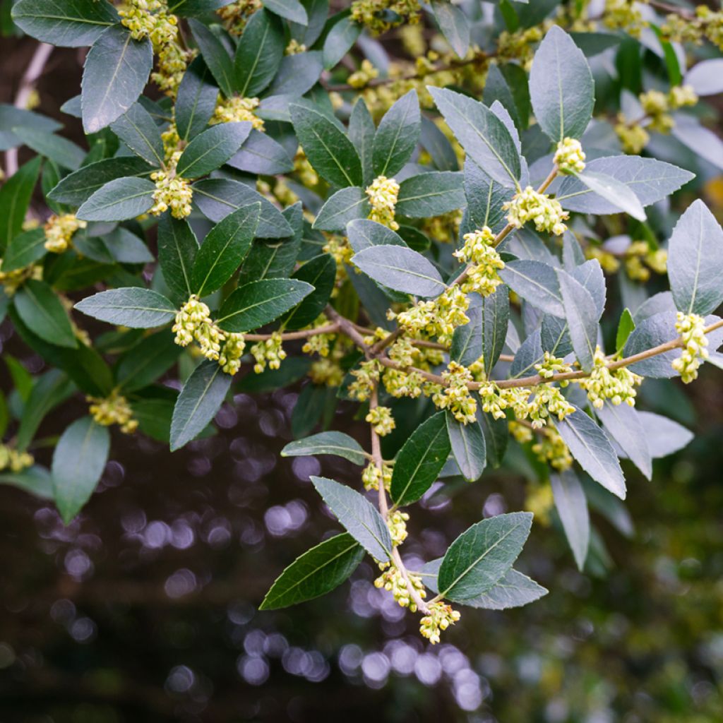 Phillyrea latifolia - Green Olive Tree