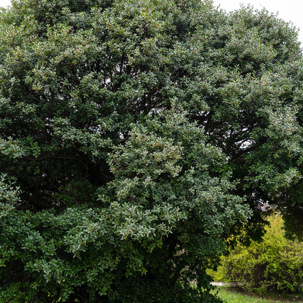 Phillyrea latifolia - Green Olive Tree