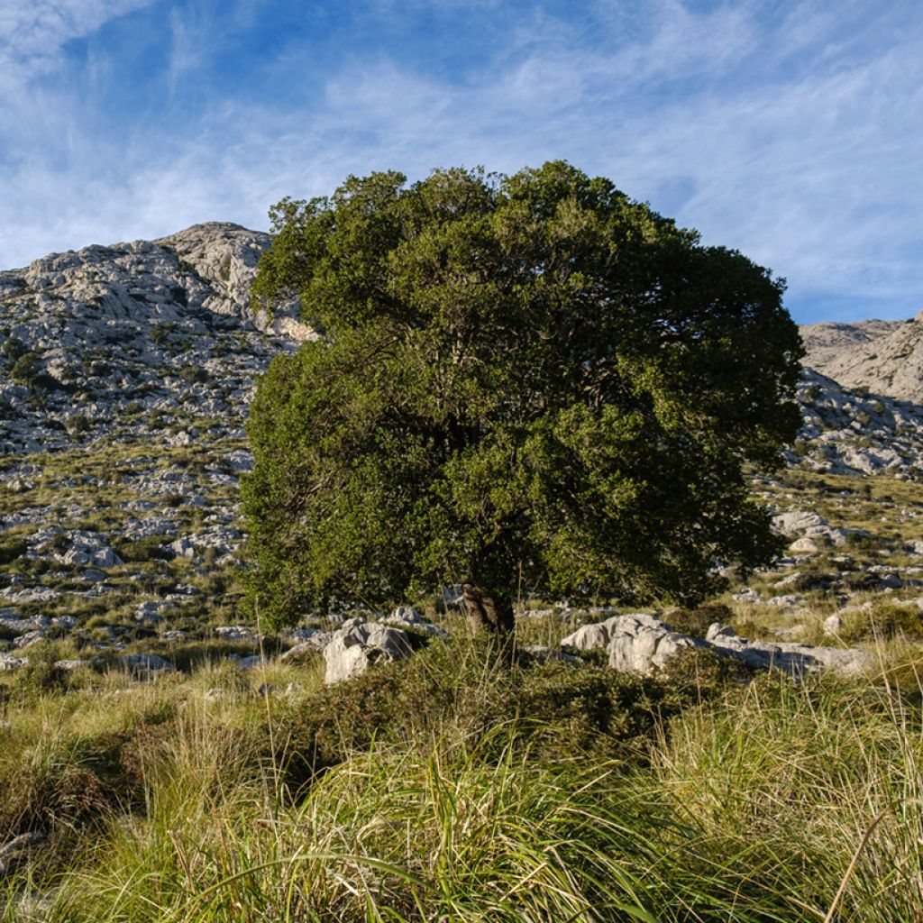 Phillyrea latifolia - Green Olive Tree