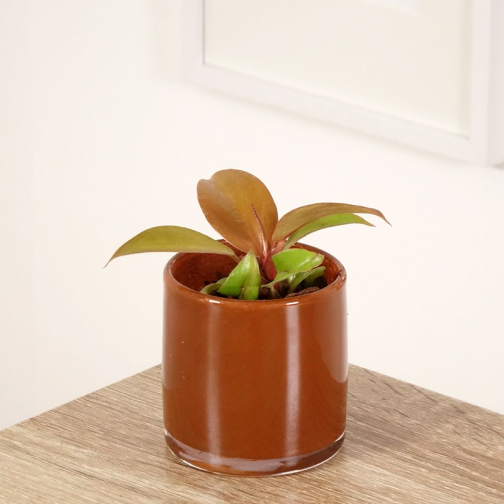 Philodendron x erubescens Cherry Red