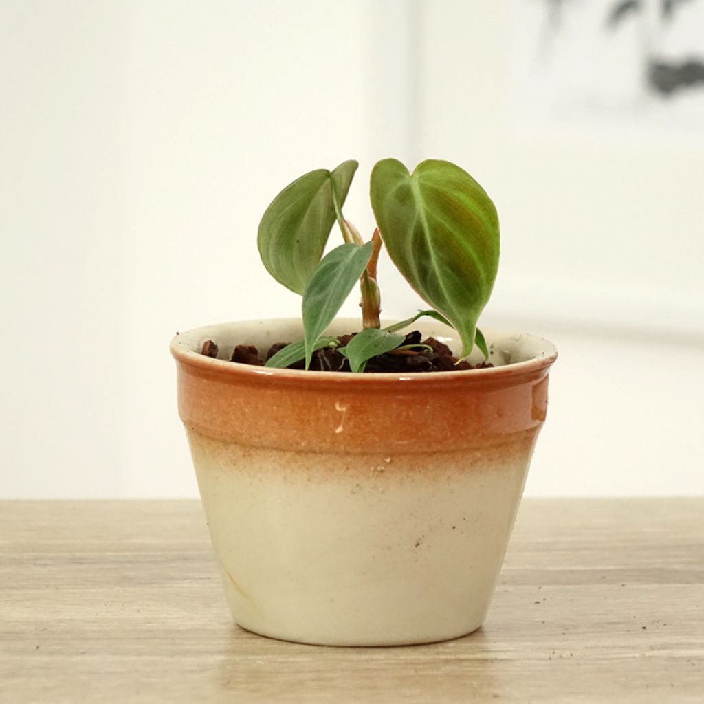 Philodendron rubrijuvenile El Choco Red