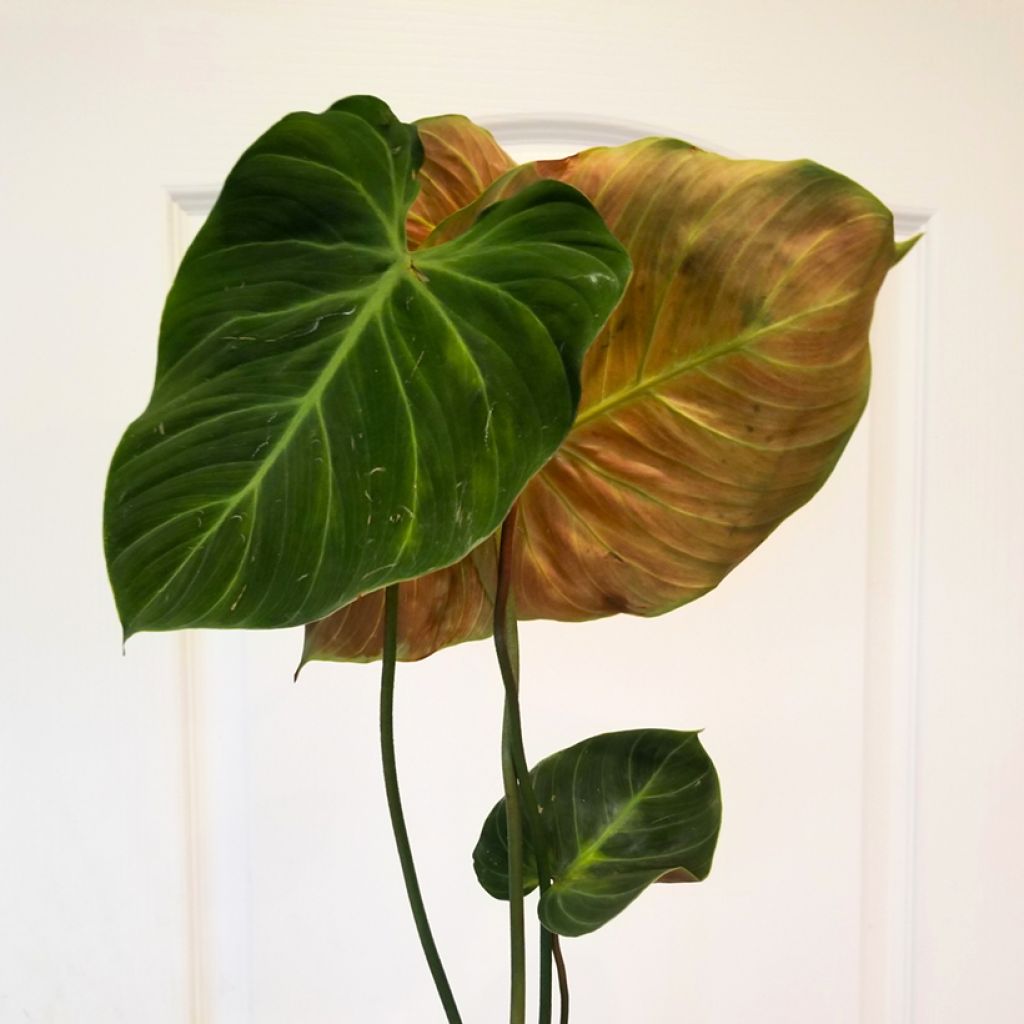 Philodendron rubrijuvenile El Choco Red