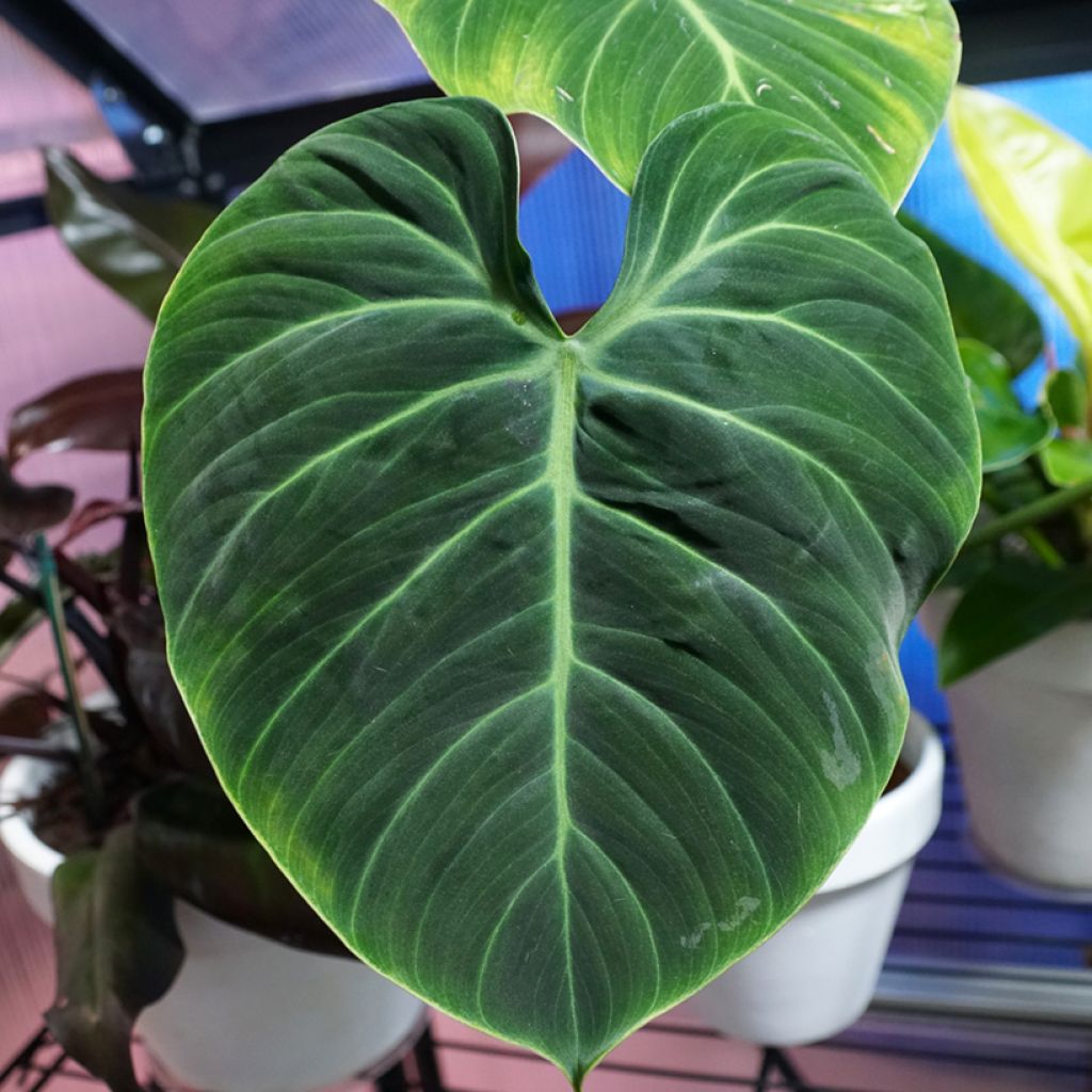 Philodendron rubrijuvenile El Choco Red
