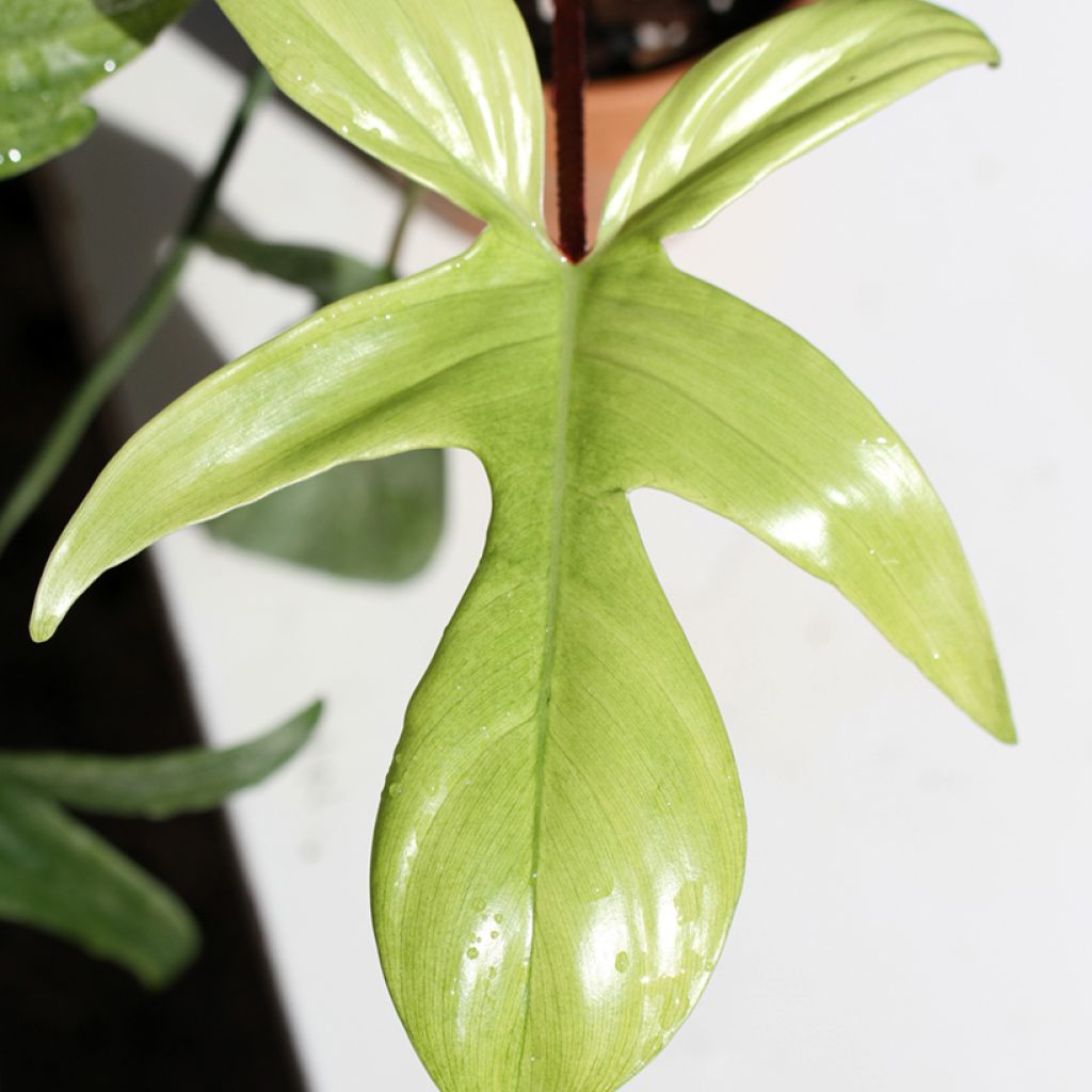 Philodendron squamiferum x pedatum Florida Ghost