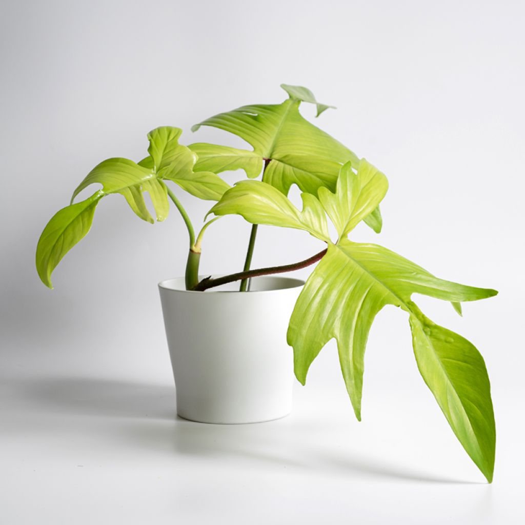 Philodendron squamiferum x pedatum Florida Ghost