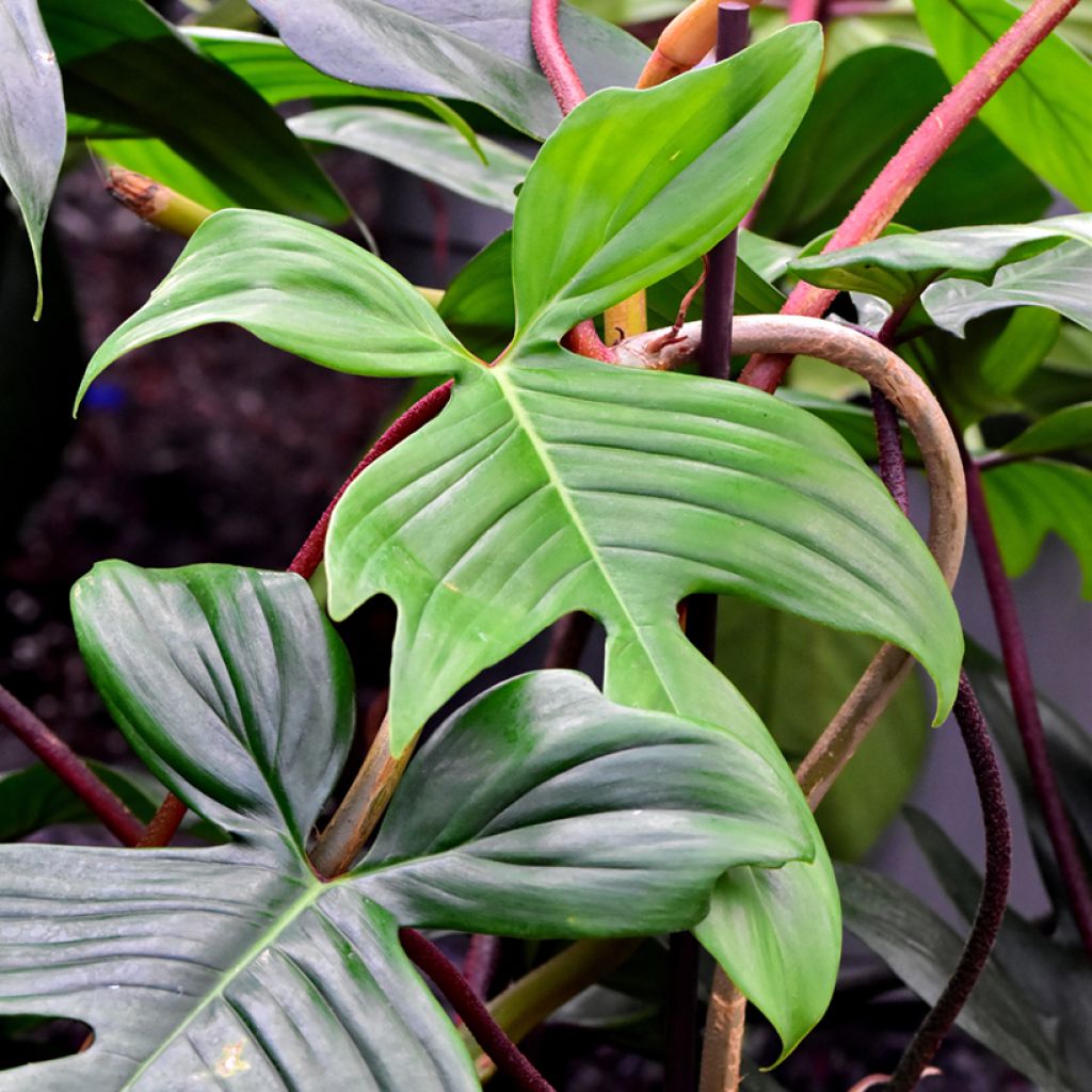 Philodendron squamiferum x pedatum Florida Ghost