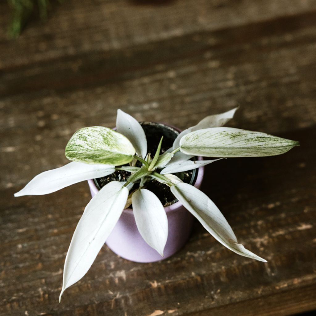 Philodendron squamiferum x pedatum Florida Ghost