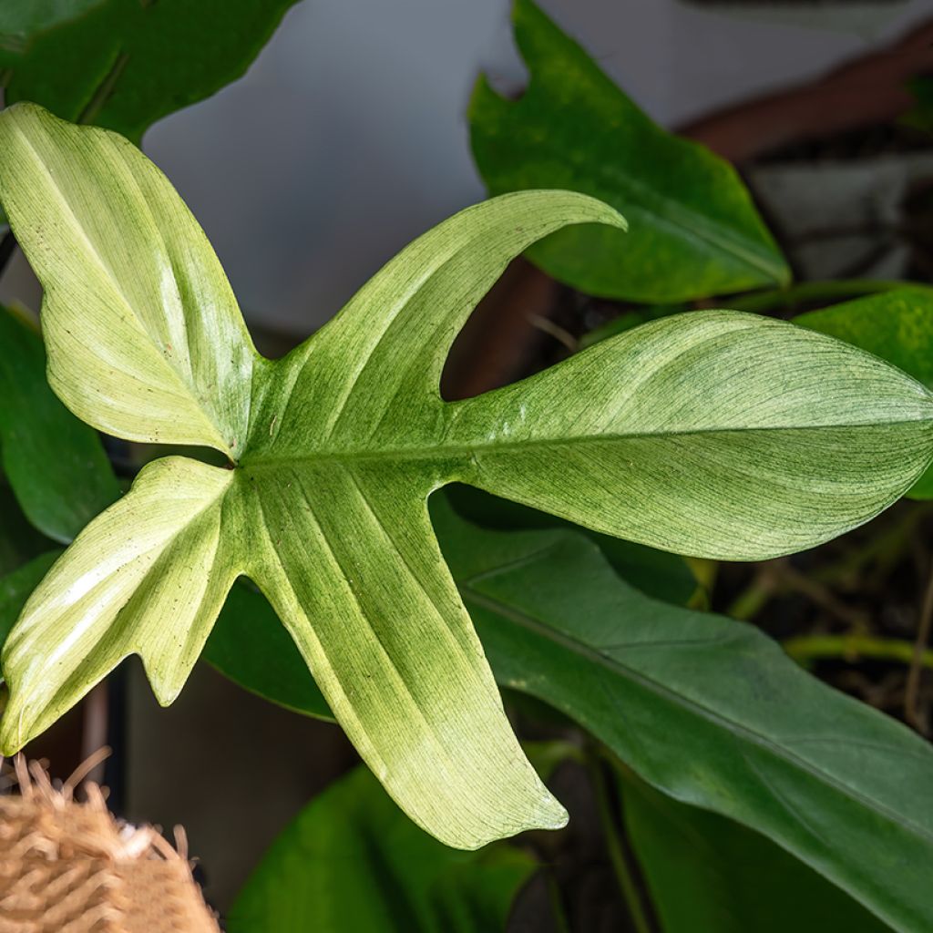 Philodendron squamiferum x pedatum Florida Ghost