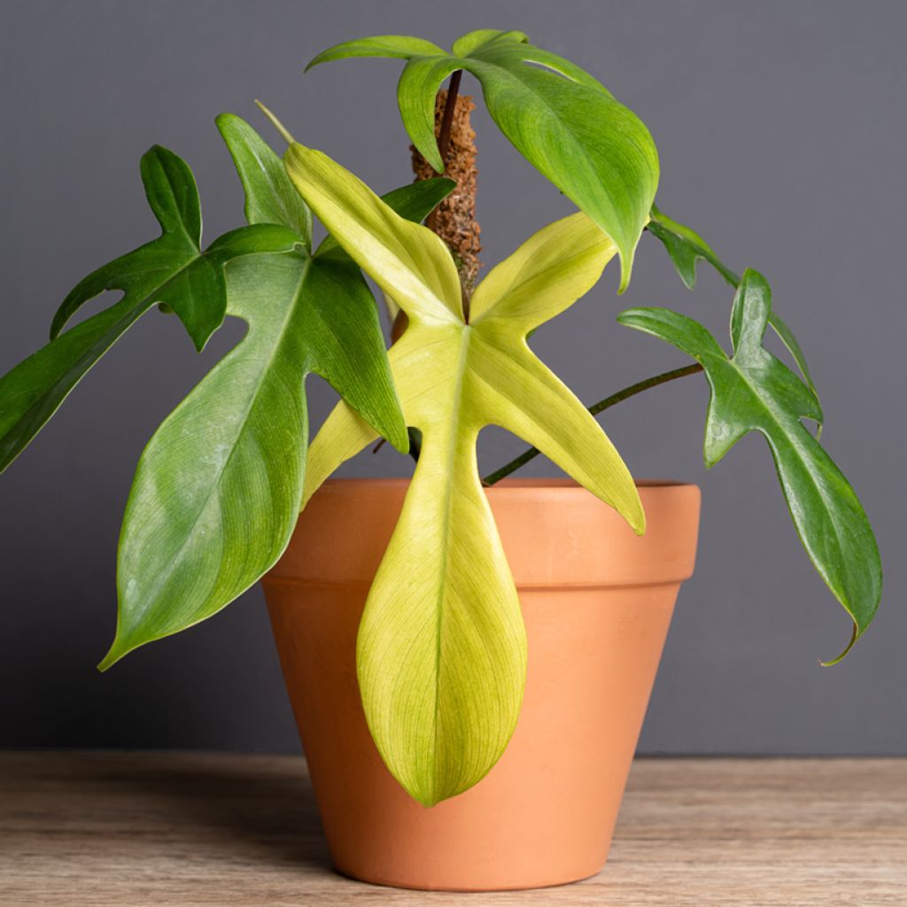 Philodendron squamiferum x pedatum Florida Ghost