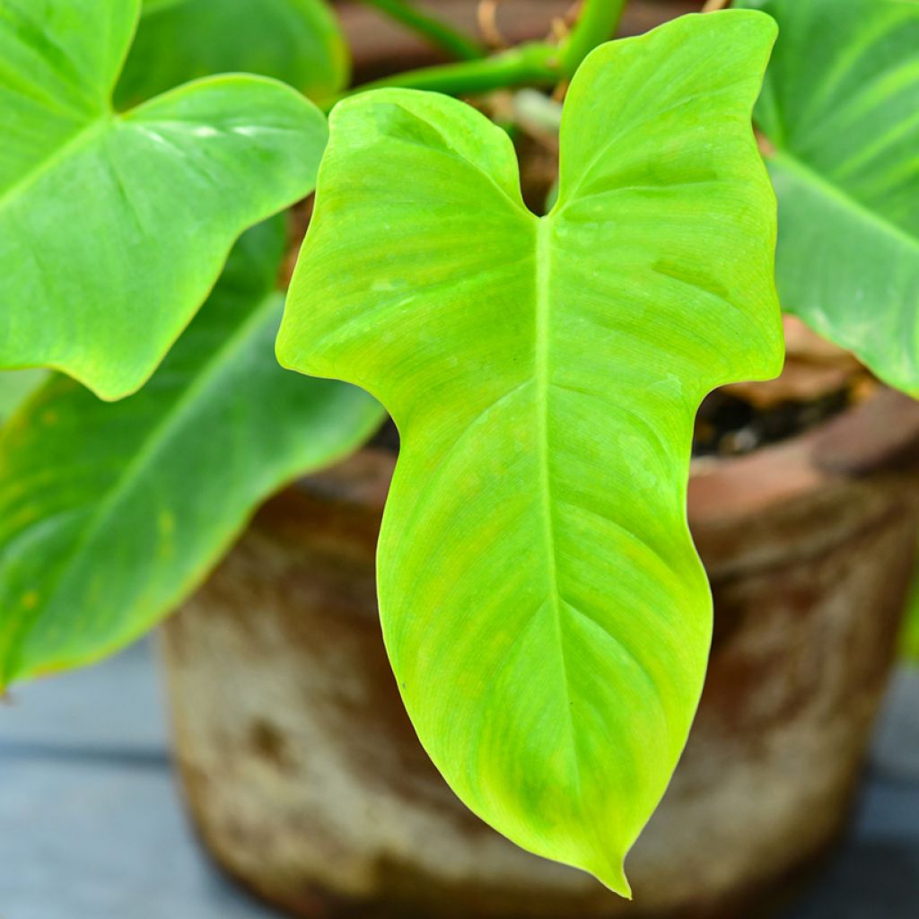 Philodendron bipennifolium Aureum Golden Violin