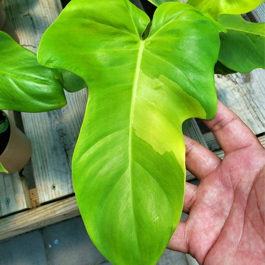 Philodendron bipennifolium Aureum Golden Violin