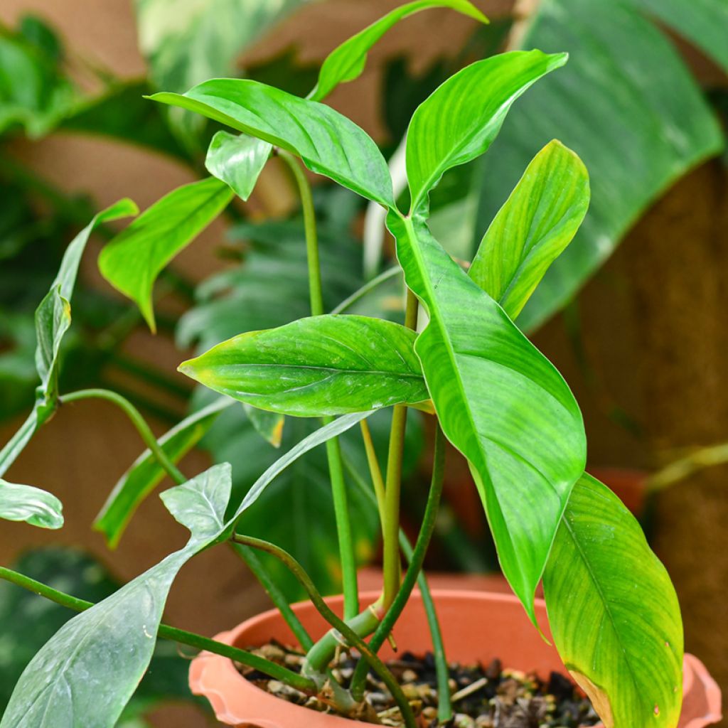 Philodendron x joepii