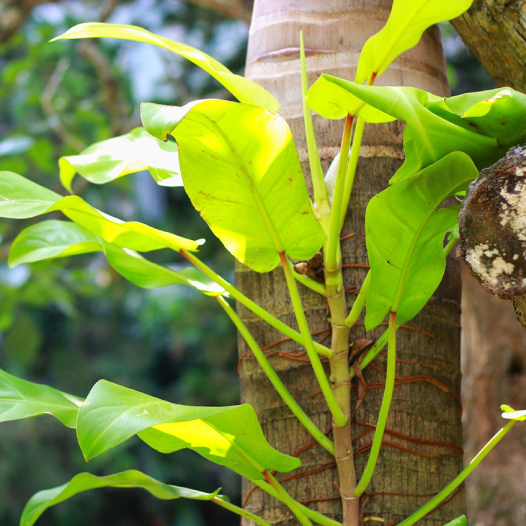 Philodendron erubescens Malay Gold
