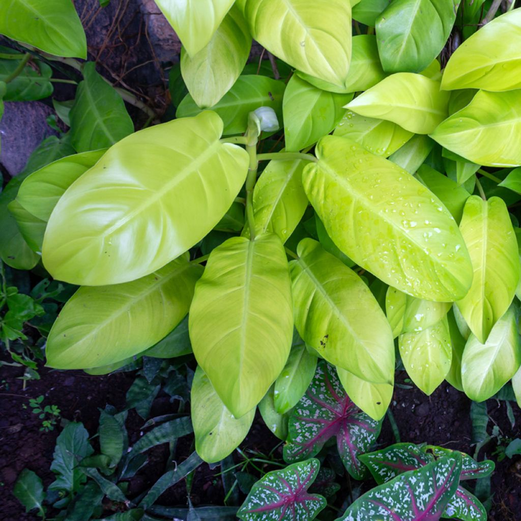 Philodendron erubescens Malay Gold