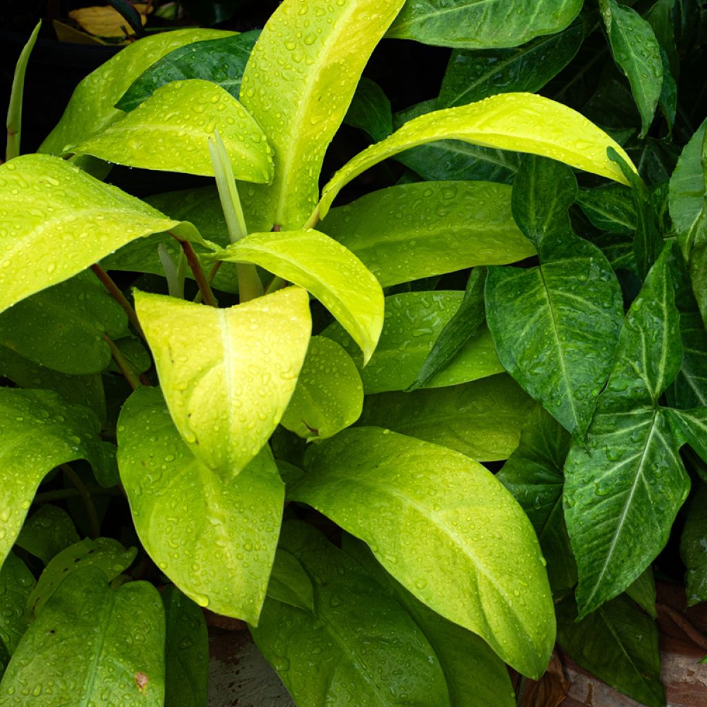 Philodendron erubescens Malay Gold