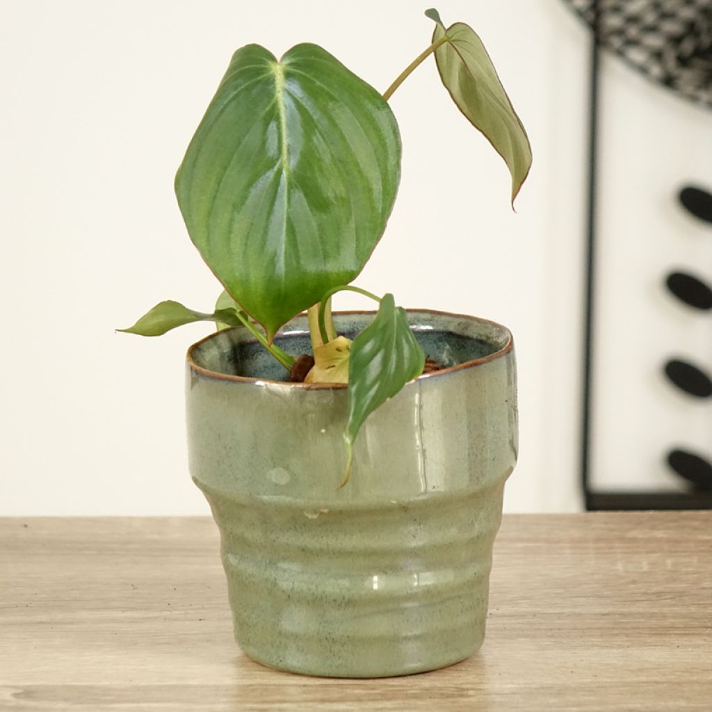 Philodendron gloriosum x pastazanum McDowell