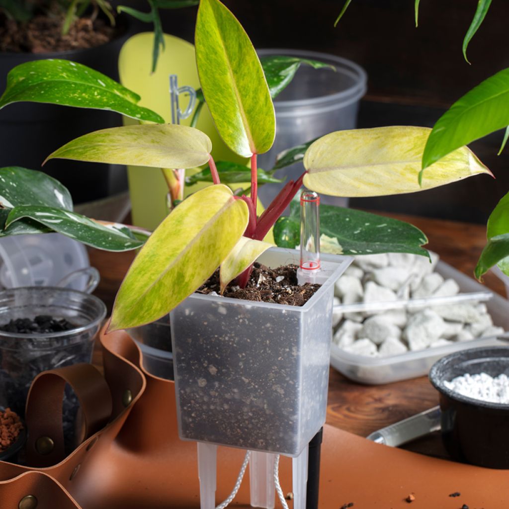 Philodendron x erubescens Painted Lady