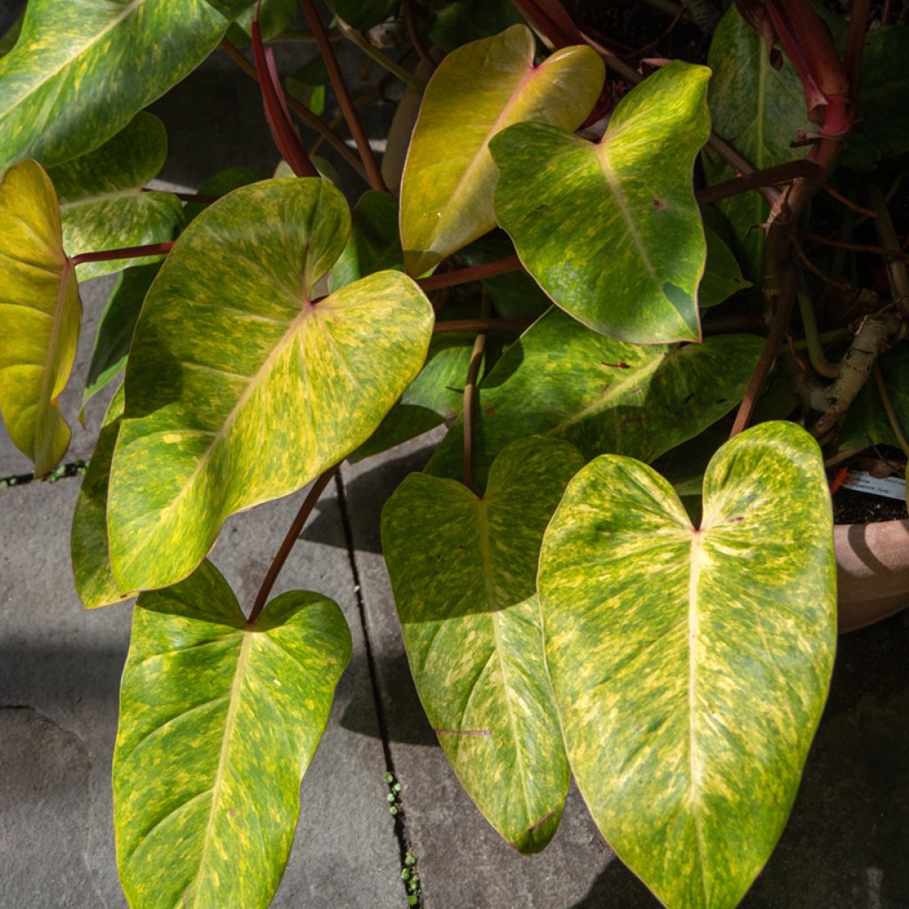 Philodendron x erubescens Painted Lady