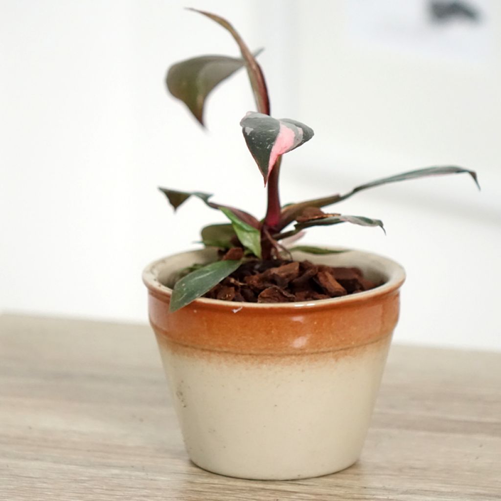 Philodendron x erubescens Pink Princess - Hybrid Philodendron Pink Princess