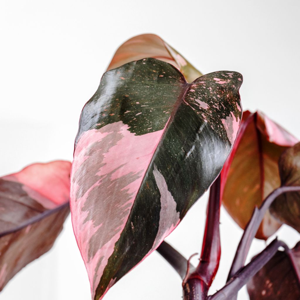 Philodendron x erubescens Pink Princess - Hybrid Philodendron Pink Princess