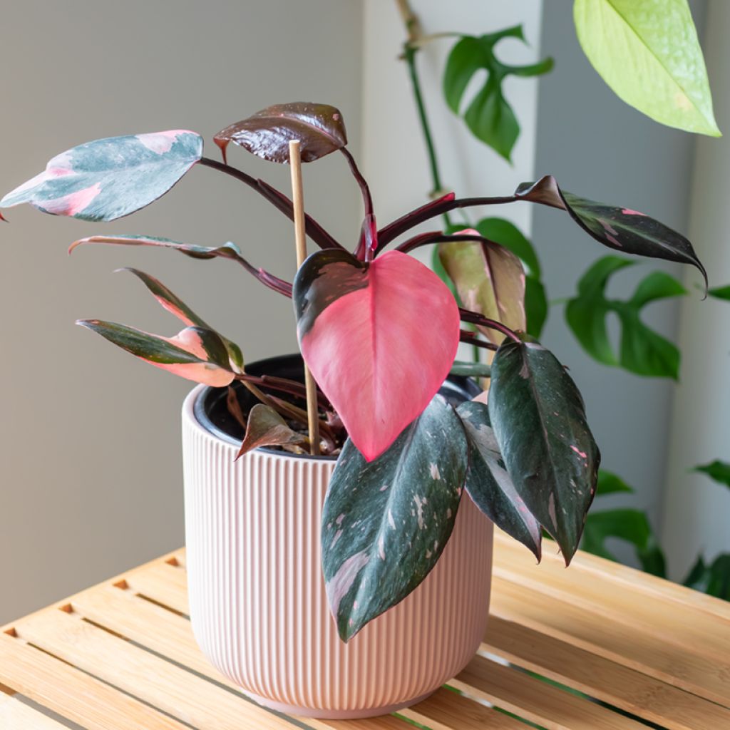 Philodendron x erubescens Pink Princess - Hybrid Philodendron Pink Princess