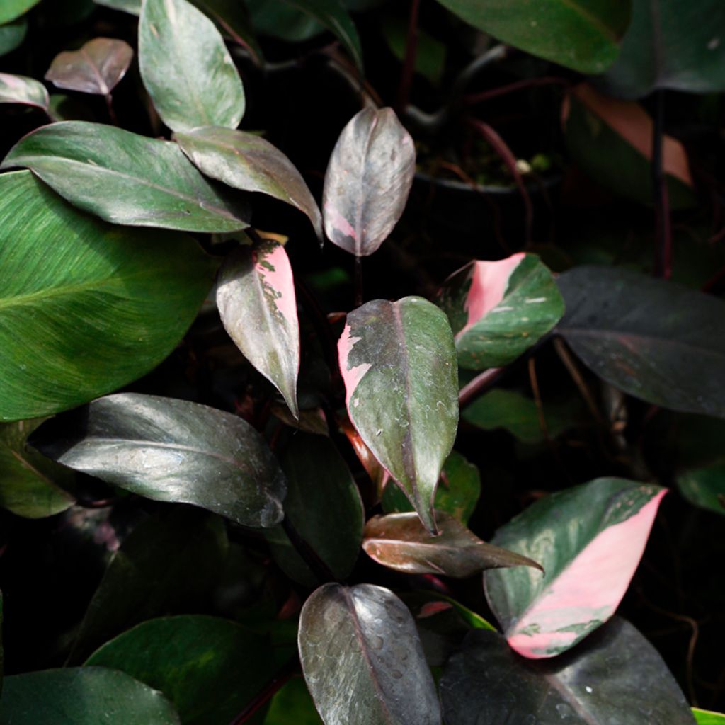 Philodendron x erubescens Pink Princess - Hybrid Philodendron Pink Princess