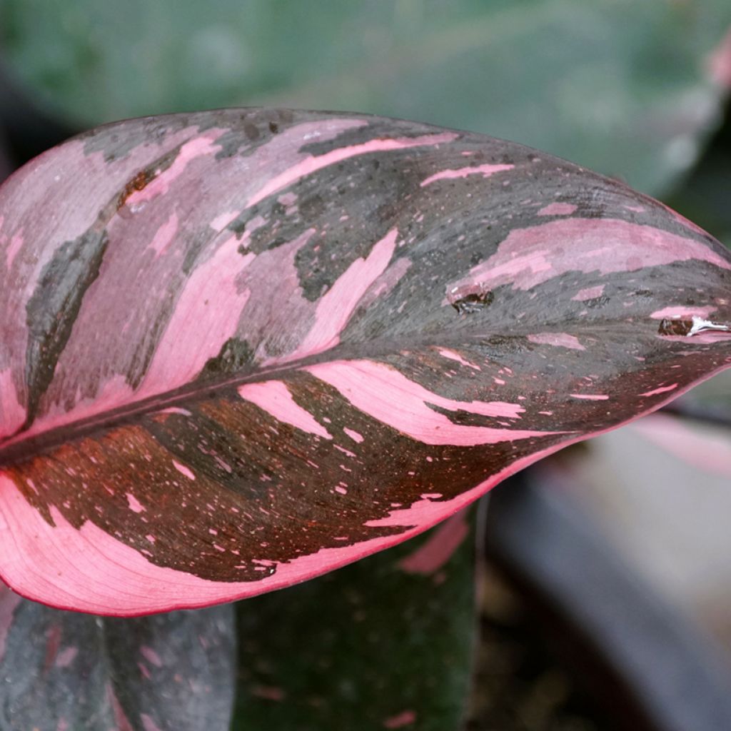 Philodendron x erubescens Pink Princess - Hybrid Philodendron Pink Princess