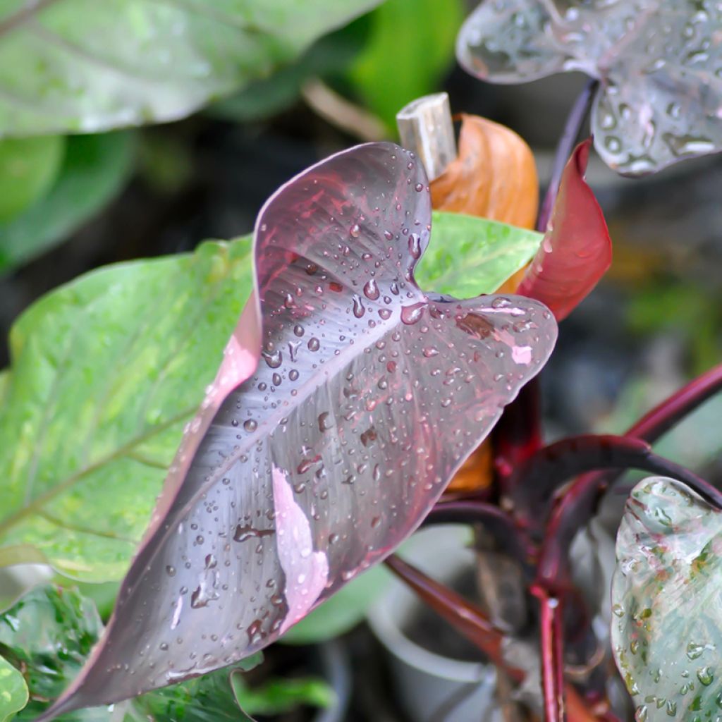 Philodendron x erubescens Pink Princess - Hybrid Philodendron Pink Princess