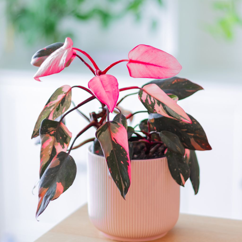 Philodendron x erubescens Pink Princess - Hybrid Philodendron Pink Princess