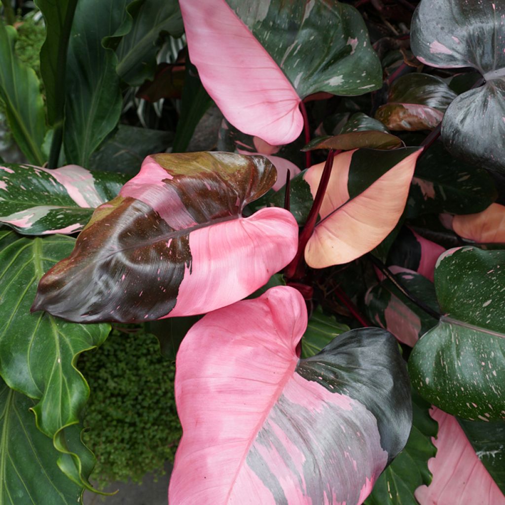 Philodendron x erubescens Pink Princess - Hybrid Philodendron Pink Princess