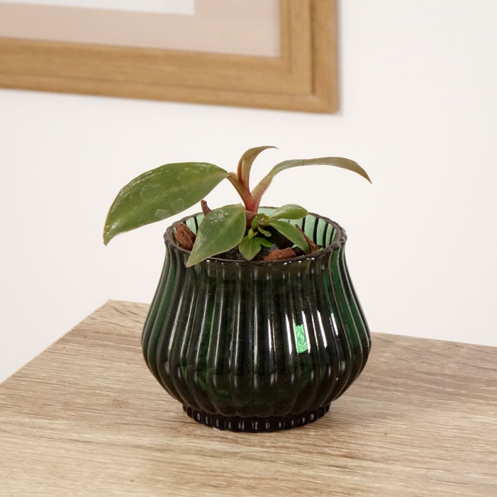 Philodendron tuxtlanum Royal Queen