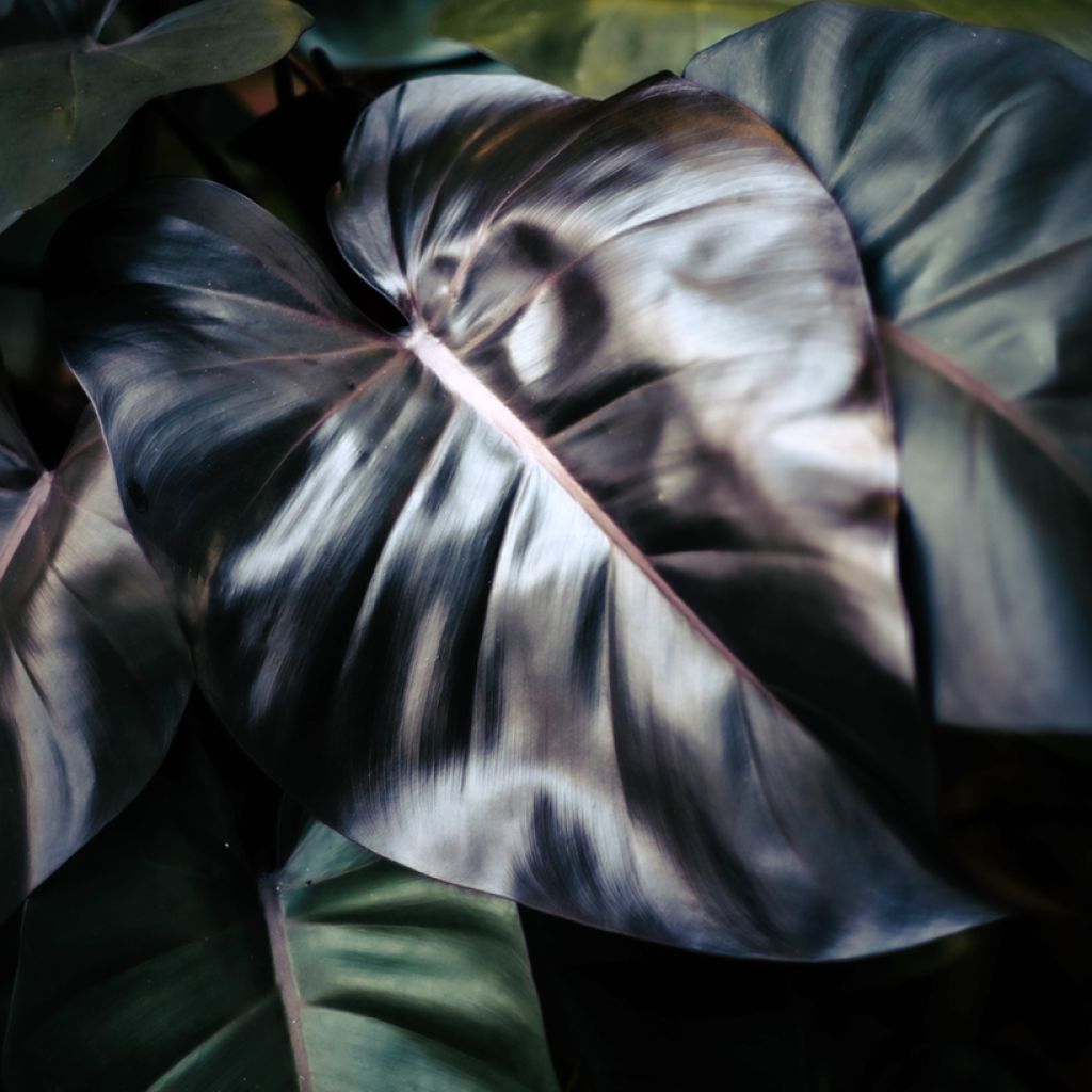 Philodendron tuxtlanum Royal Queen
