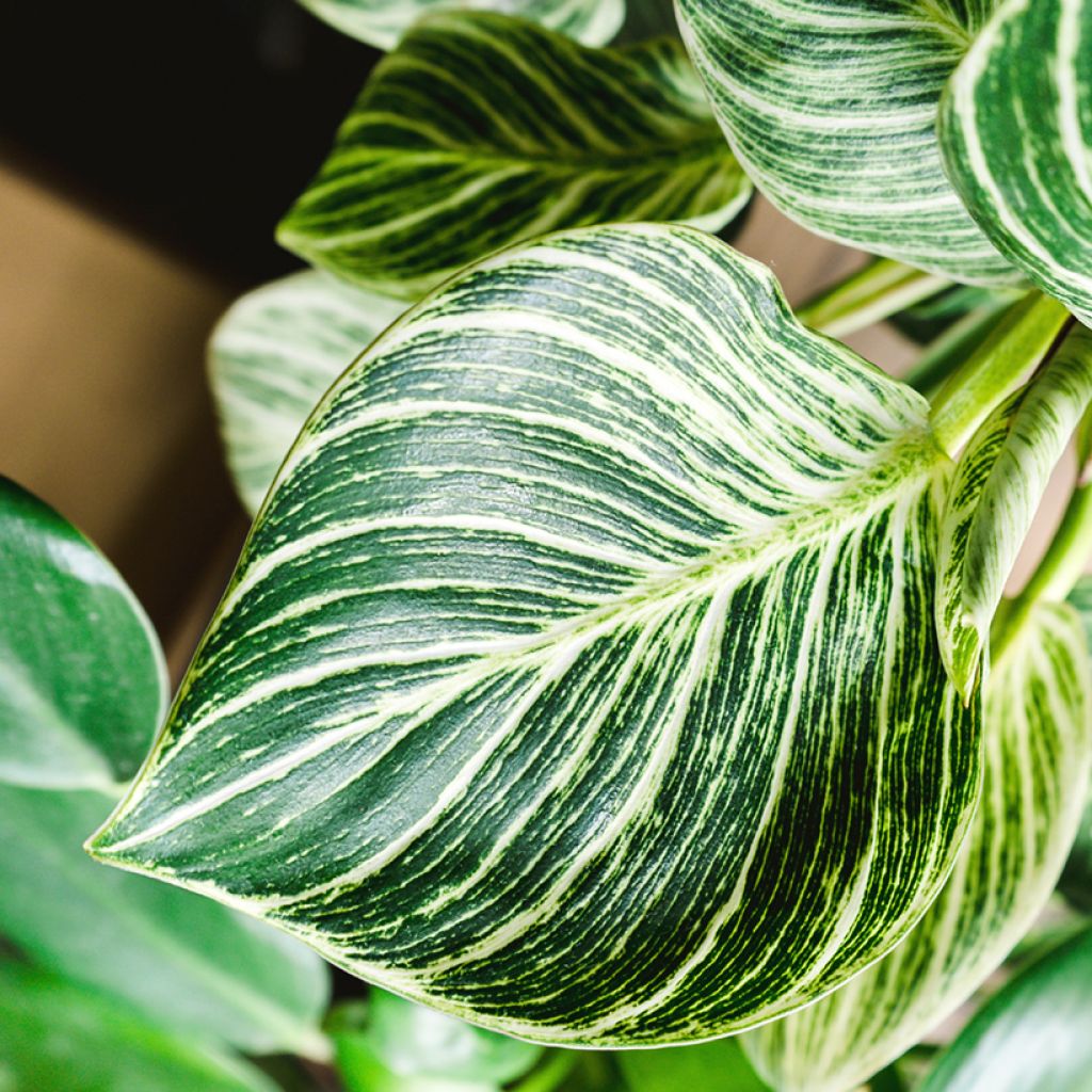 Philodendron Birkin