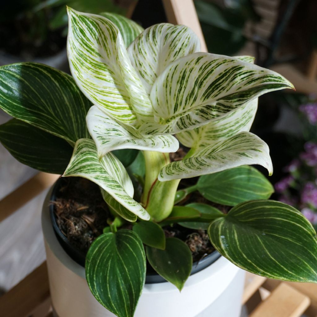 Philodendron Birkin
